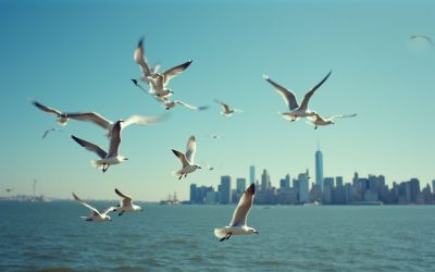 Getting to Governors Island in New York